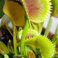 Dionaea muscipula UK sawtooth number 1 Venus flytrap