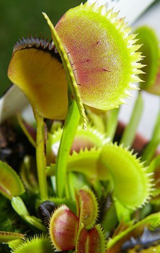 Dionaea muscipula UK sawtooth number 1 Venus flytrap