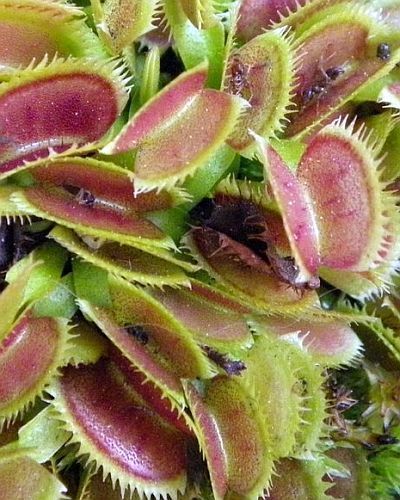 Dionaea muscipula UK sawtooth number 2 Venus flytrap