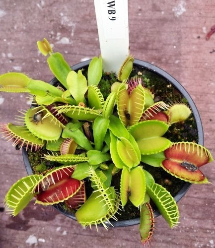 Dionaea muscipula WB9 Venus flytrap