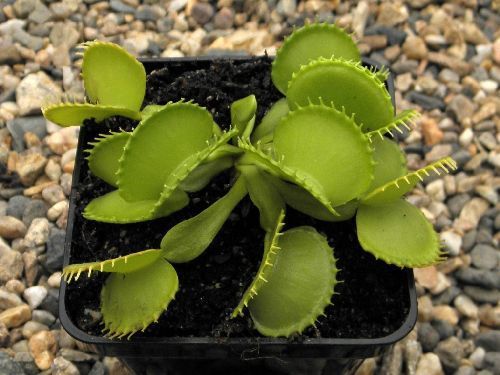 Dionaea muscipula Werewolf Venus flytrap