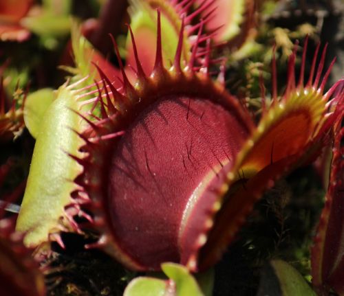 Dionaea muscipula X1 Carnigarden Venus flytrap