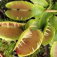 Dionaea muscipula Yellow fused Venus flytrap