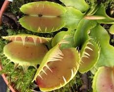 Dionaea muscipula Yellow fused Venus flytrap