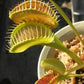 Dionaea muscipula Z11 Venus flytrap