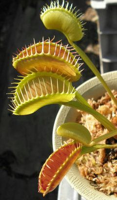 Dionaea muscipula Z11 Venus flytrap