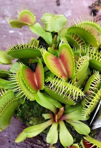 Dionaea muscipula big teeth red giant Venus flytrap