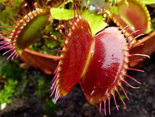 Dionaea muscipula fine teeth red Venus flytrap
