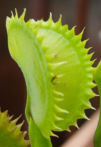 Dionaea muscipula tiger teeth Venus flytrap
