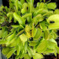Dionaea muscipula var. Heterophylla low Venus flytrap