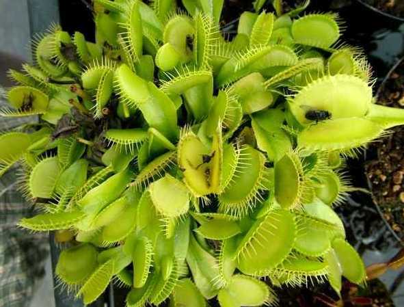 Dionaea muscipula var. Heterophylla low Venus flytrap