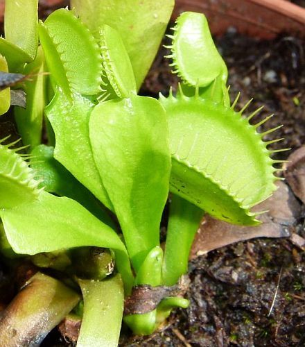 Dionaea muscipula var. Heterophylla upright Venus flytrap