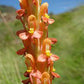 Disa Chrysostachya-Torch Orchid