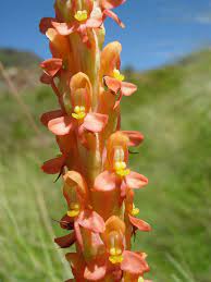 Disa Chrysostachya-Torch Orchid