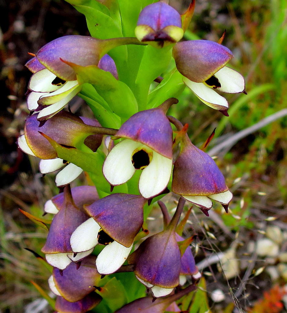 Disa Cornuta