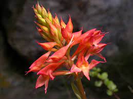 Disa Ferruginea