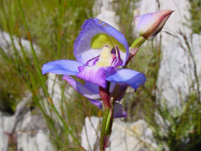 Disa Graminifolia