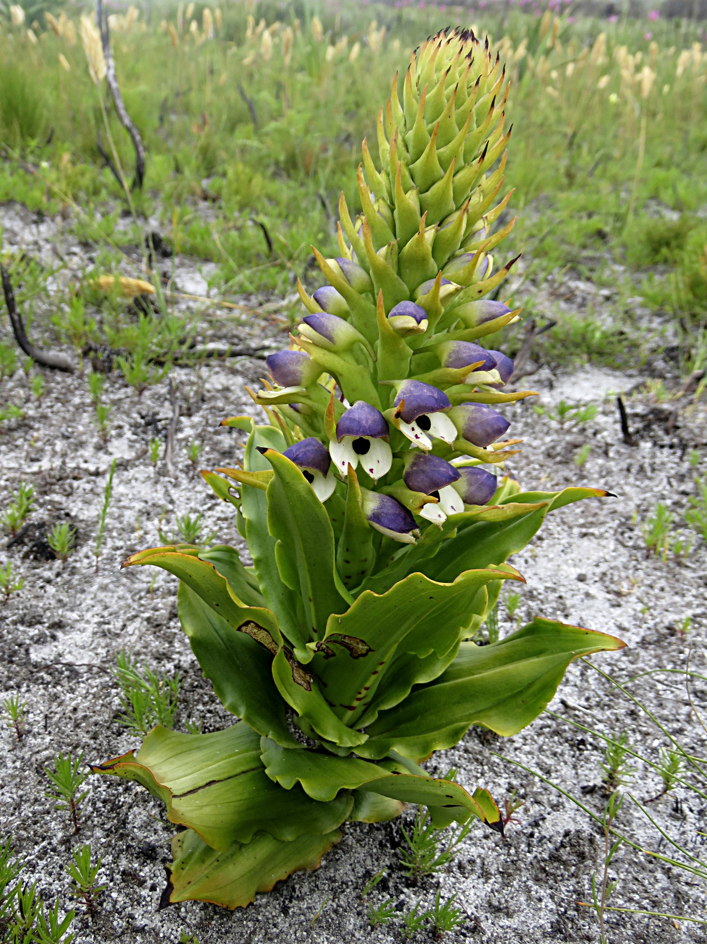 Disa Cornuta