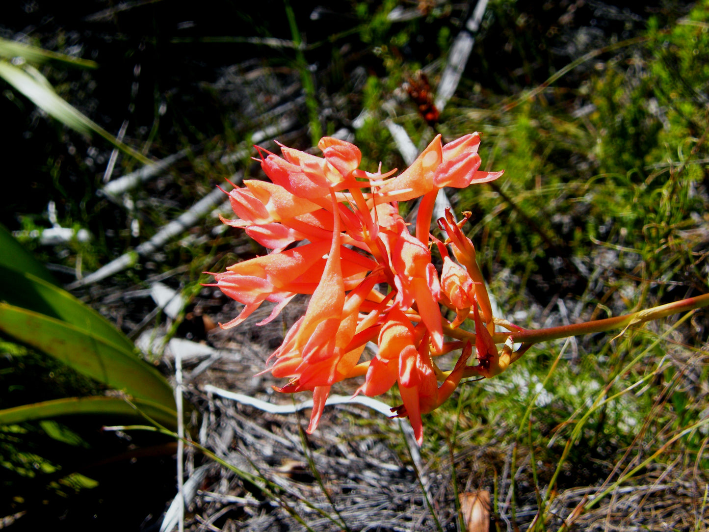 Disa Ferruginea