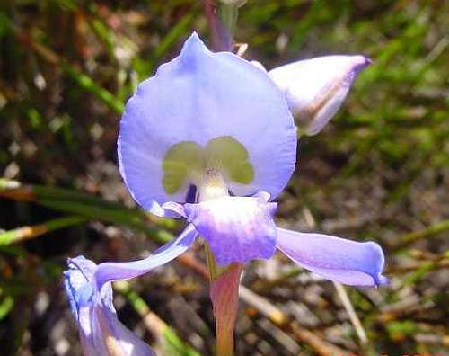 Disa Graminifolia