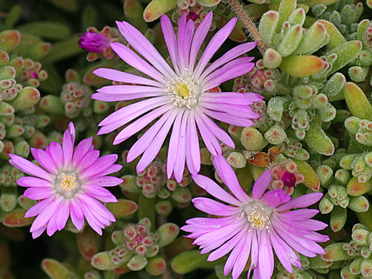 Drosanthemum Floribundum