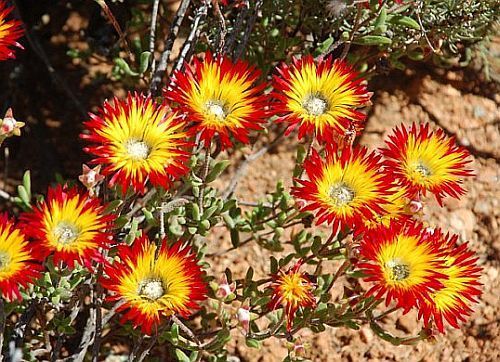 Drosanthemum Micans