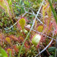 Drosera intermedia all green sundew