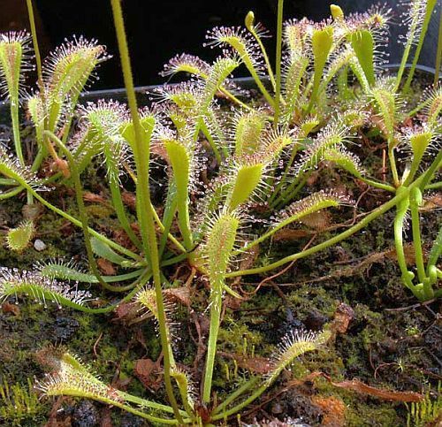 Drosera nidiformis sundew