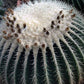Echinocactus grusonii v alba Golden Barrel Cactus