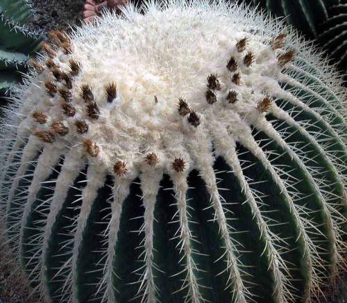 Echinocactus grusonii v alba Golden Barrel Cactus