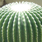 Echinocactus grusonii v brevispinus Golden Barrel Cactus - without spines