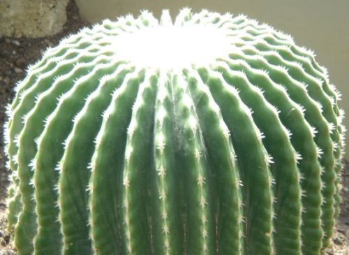 Echinocactus grusonii v brevispinus Golden Barrel Cactus - without spines