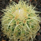 Echinocactus grusonii v curvispinus Golden Barrel Cactus -curved spines