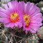 Echinocactus horizonthalonius Devilshead - Turks head cactus