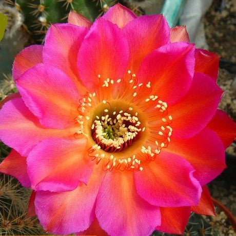 Echinopsis Allusion syn: Trichocereus ALLUSION