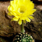 Echinopsis Coquette syn: Trichocereus COQUETTE