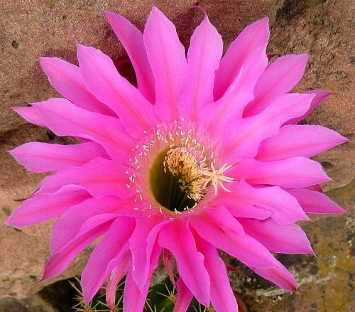 Echinopsis Maria Piazza syn: Trichocereus MARIA PIAZZA