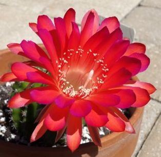 Echinopsis carmineaflora syn: Pseudolobivias carmineaflora