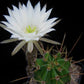 Echinopsis rhodotricha Easter Lily