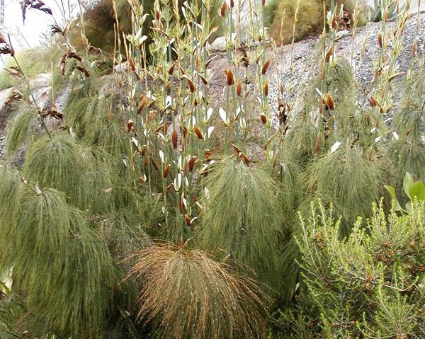 Elegia capensis  Fountain Rush