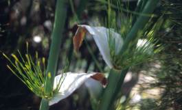 Elegia capensis  Fountain Rush