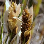 Elegia cuspidata