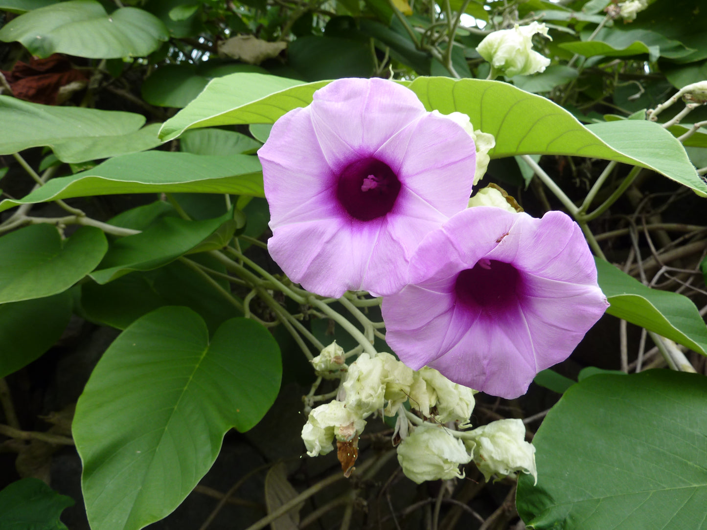 Argyreia nervosa Hawaiian woodrose