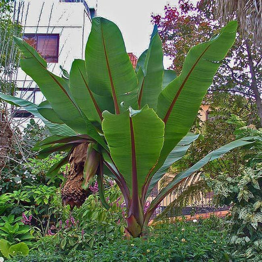 Ensete Ventricosum