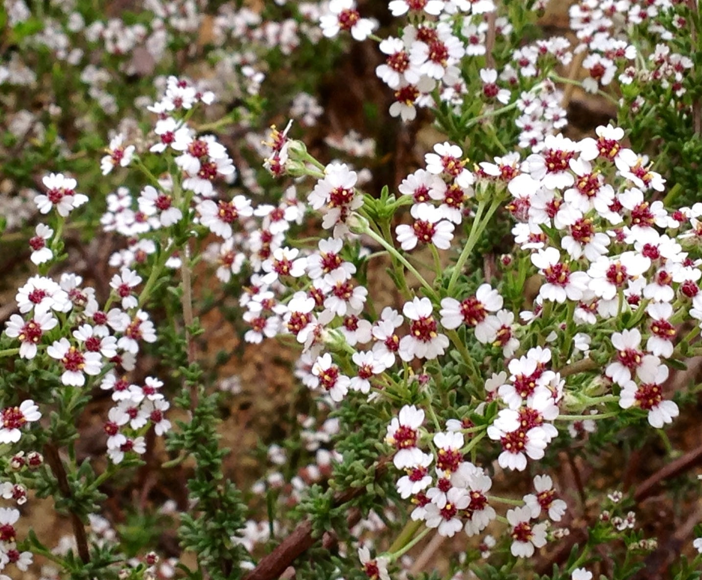 Eriocephalus africanus/ African Rosemary or Cape Snow Bush