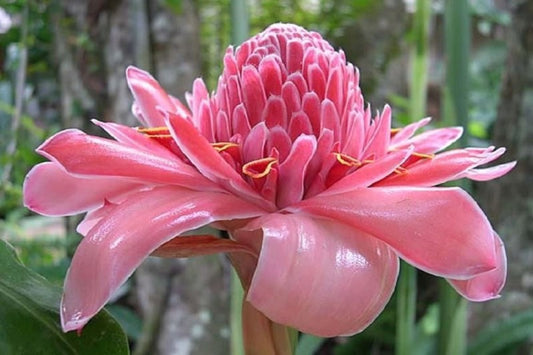 Etlingera elatior Pink Torch