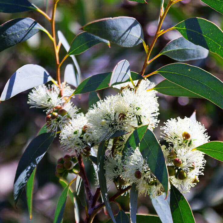 Eucalyptus globulus