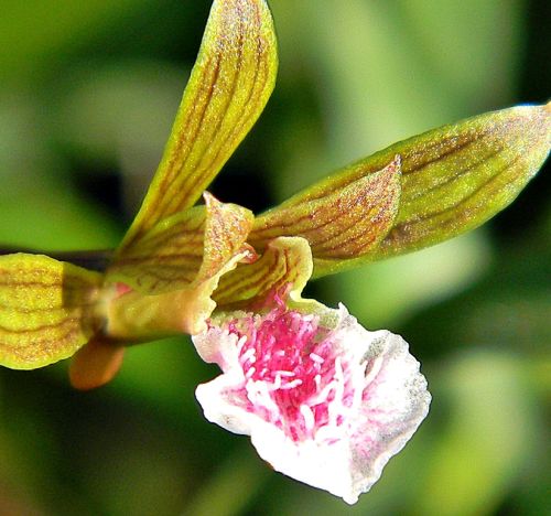 Eulophia graminea Chinese Crown Orchid