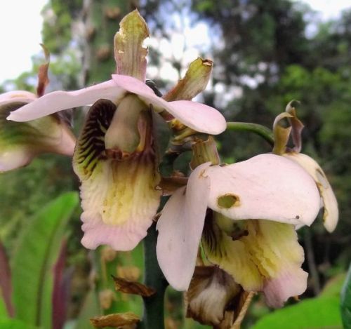 Eulophia horsfallii Orchid