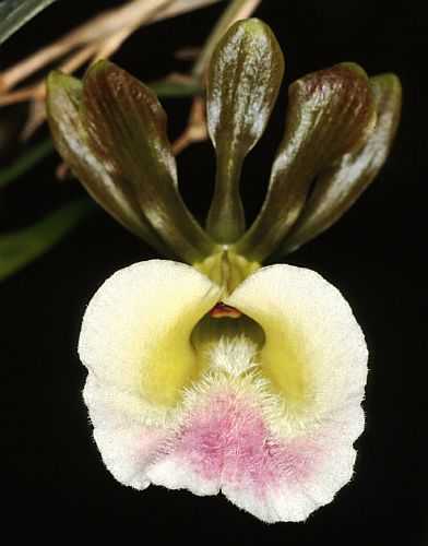 Eulophia petersii orchid